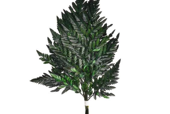Leather Fern