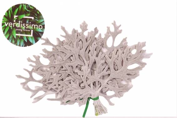 Frunze Cineraria