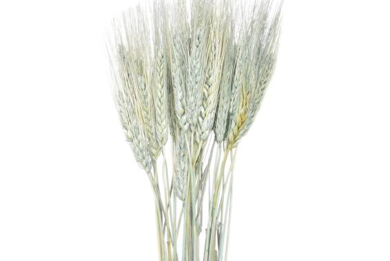 Grano Baffo