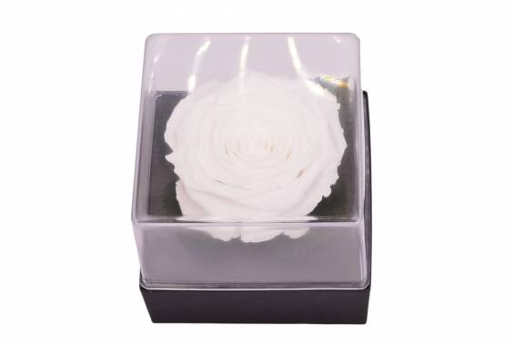 Roseamor GB3