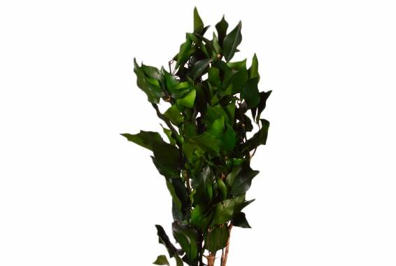 Hedera