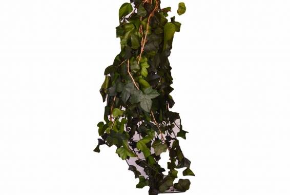 Hedera Helix XL