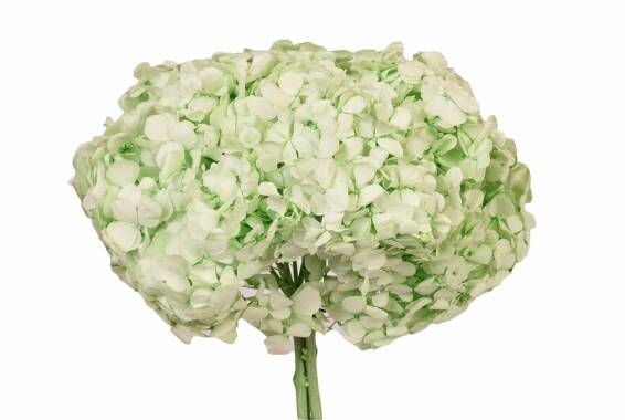 Hortensia Pastel