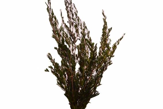 Lepto Lungifolia