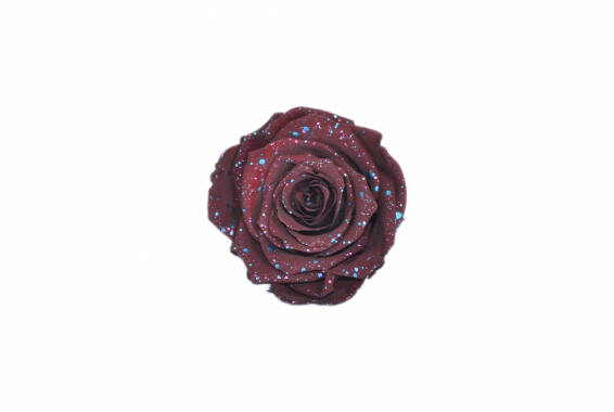Roseamor Galaxy LL