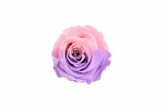 Roseamor LL+ Bicolor