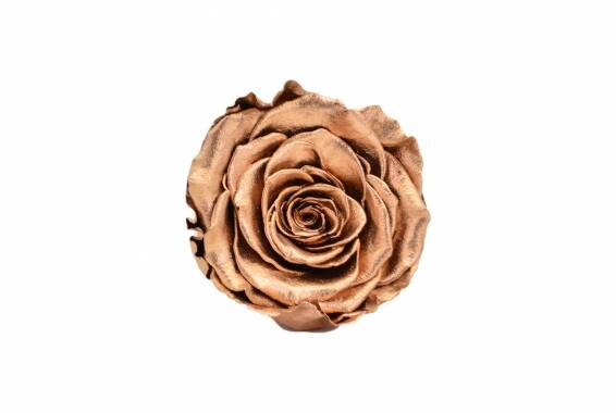 Roseamor LL+ Metal
