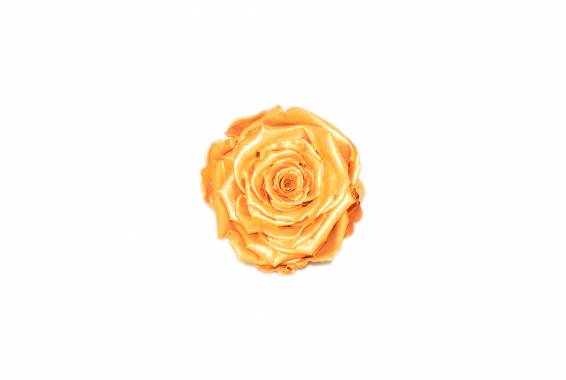 Roseamor LL+ Toffee