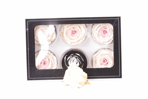 Roseamor LL+ Bicolor