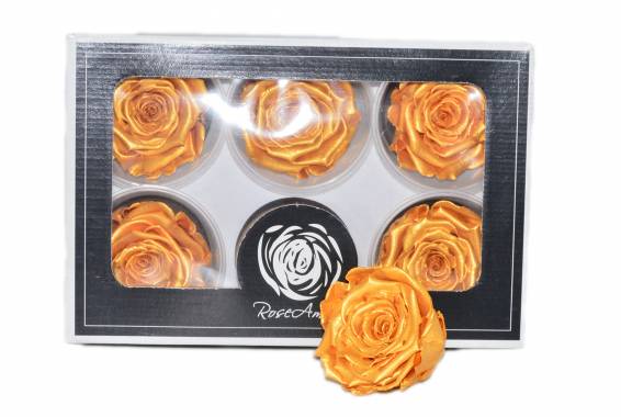 Roseamor LL+ Toffee
