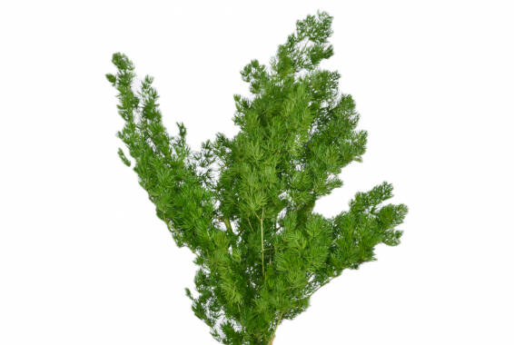 Ming Fern
