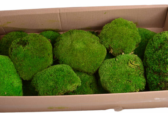Ball moss XL, BULK