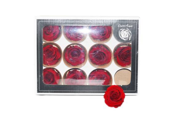 Roseamor Miracle | H3xD3.3-3.7cm | 12 buc | Floro