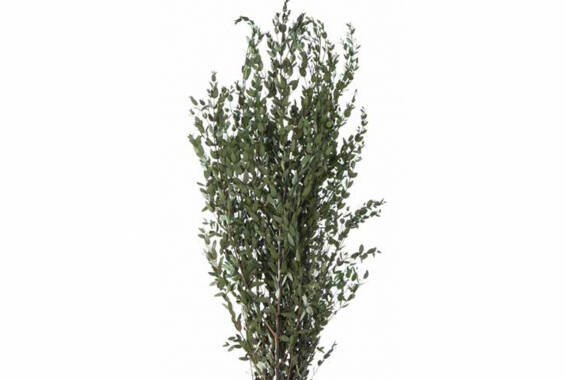 Eucalipt conservat Parvifolia