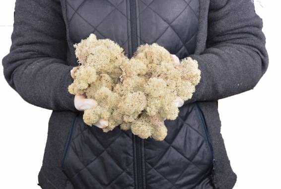 Reindeer Moss Necuratati, Polarmoss
