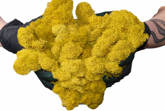 Reindeer Moss Necuratati, Polarmoss