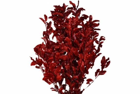Pittosporum buchet