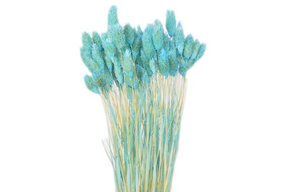Phalaris