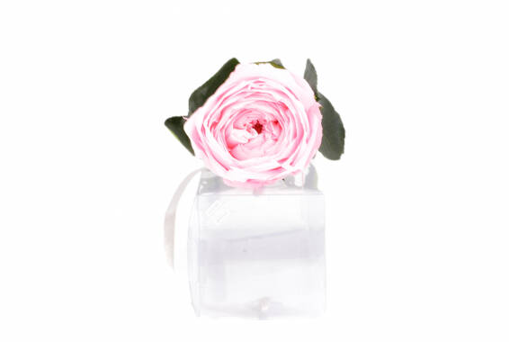 Rosa Garden Mini Gift Box