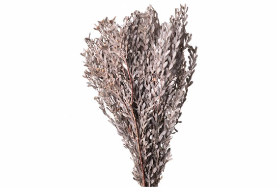 Pubescens