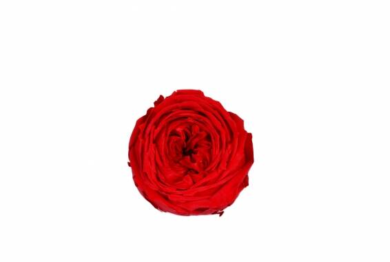 Rosa Garden