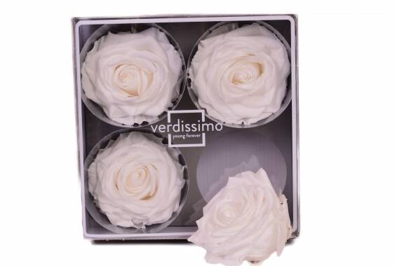 Rosa Premium