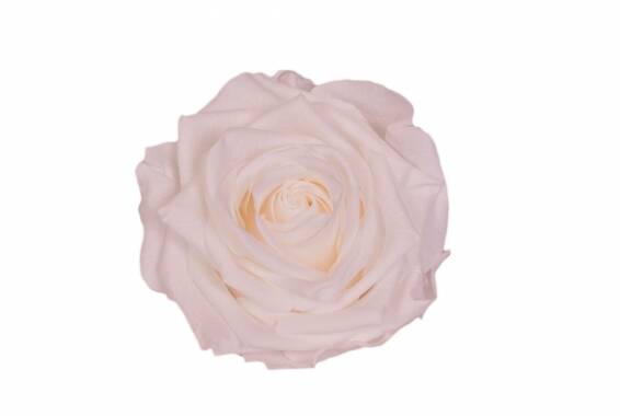Rosa Premium