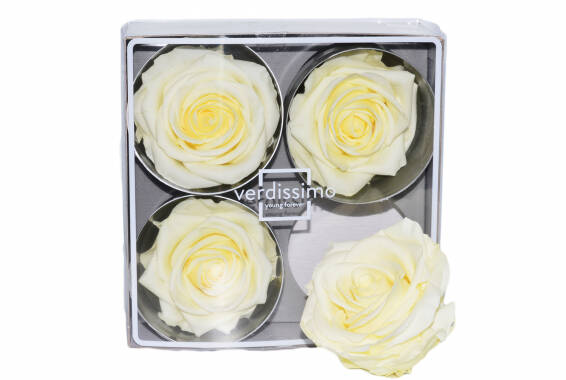 Rosa Premium Special