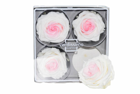 Rosa Premium