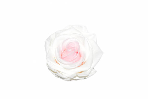 Rosa Premium
