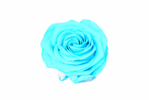 Rosa Premium Special