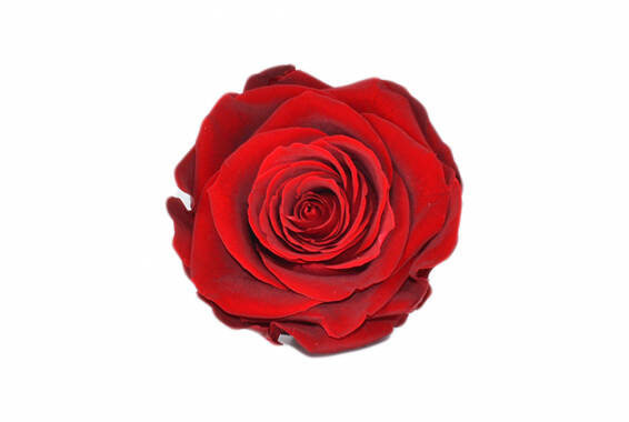 Queen Rose