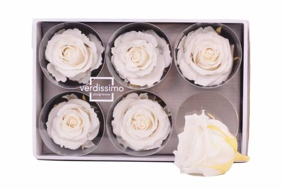 Rosa Standard