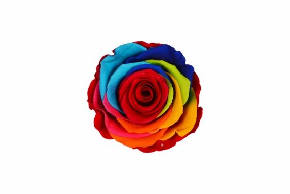 Rosa Standard Rainbow