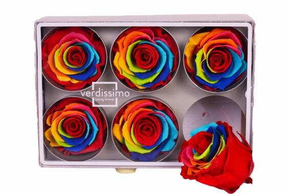 Rosa Standard Rainbow