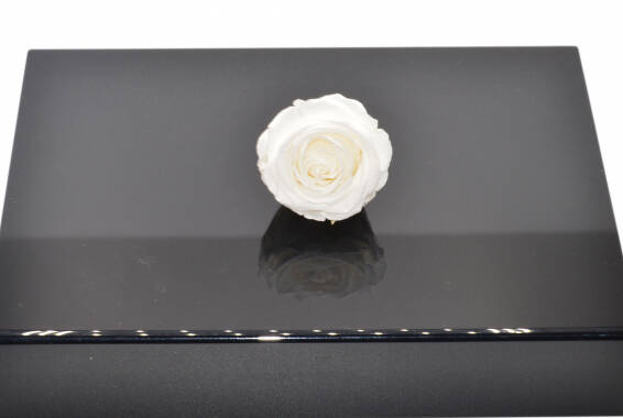 Rosa Standard