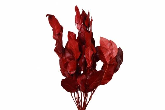 Salal buchet