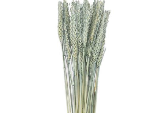 Triticum