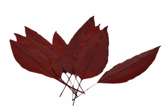 Tropical Leaf