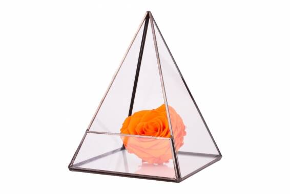 Terrarium Triangle