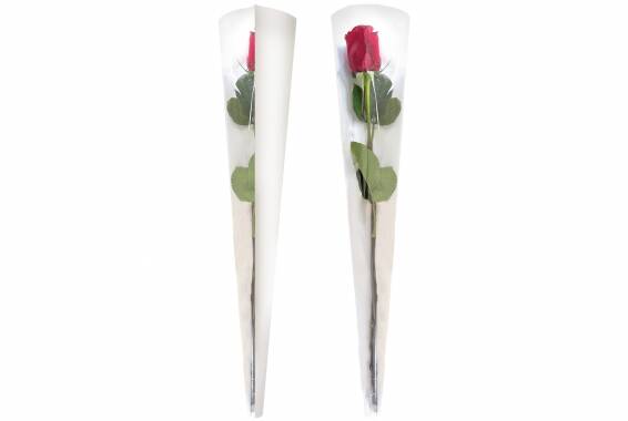 Sleeve Rose