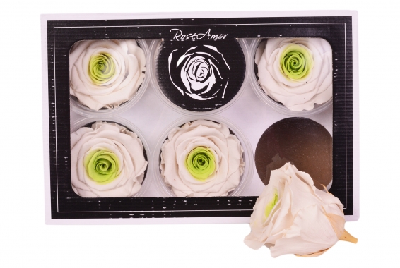 Roseamor XL Bicolor