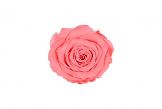Roseamor XL Bicolor