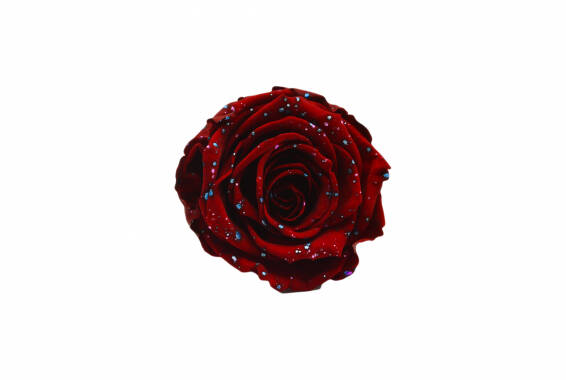 Roseamor Galaxy XL