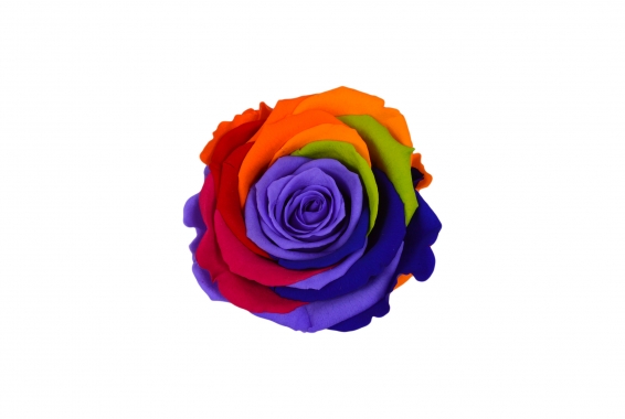 Roseamor XL Rainbow