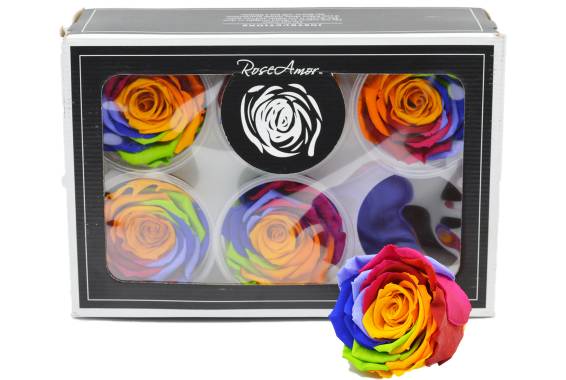Roseamor XL Rainbow