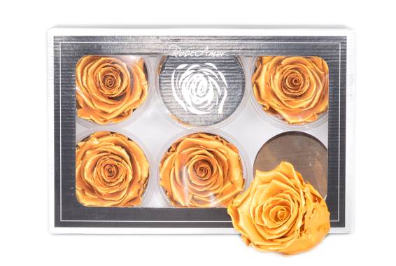 Roseamor XL Toffee