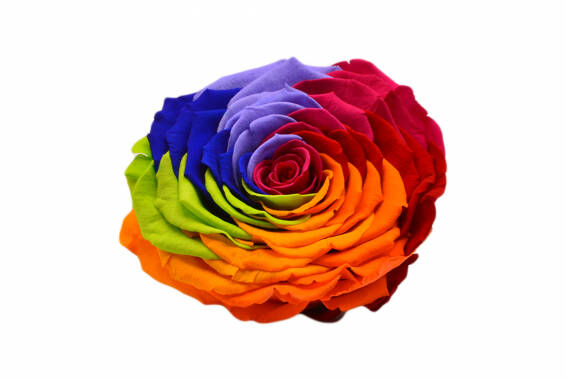 Roseamor Rainbow XXL