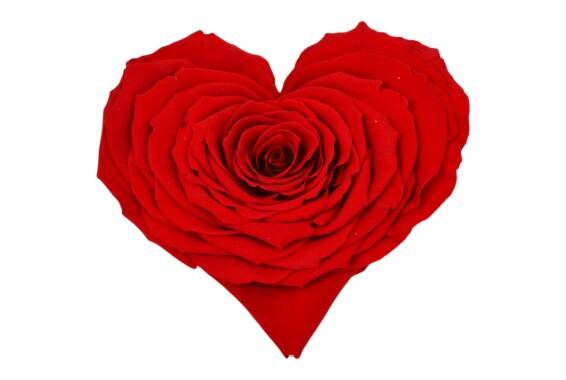 Roseamor XXL Heart