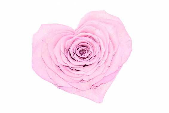 Roseamor XXL Heart